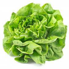 Salade pommée verte